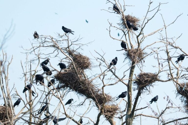 Vetési varjak bosszantják a városlakókat Balassagyarmaton