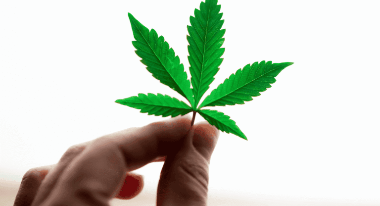 A kannabisz gyógyászati célú termesztéséről szóló törvényjavaslatot terjesztett elő a szlovén kormány