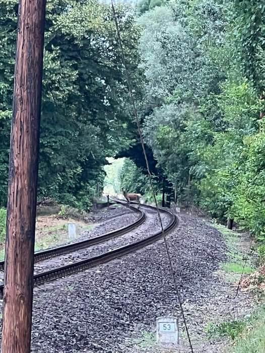 Bátor szarvas a síneken – Szijjártó Péter Facebook-posztja felrobbantotta a kommentmezőt